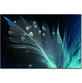Oppidan Home Peacock Feather with Water Droplets (32H x 48W)
